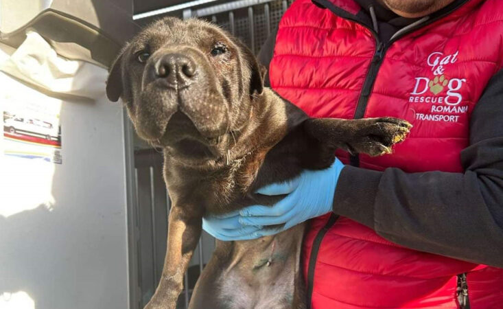 Misiune de salvare: Câinii din  Adăpostul de la Răcari își încep o viață nouă datorită unei colaborări între administrația locală