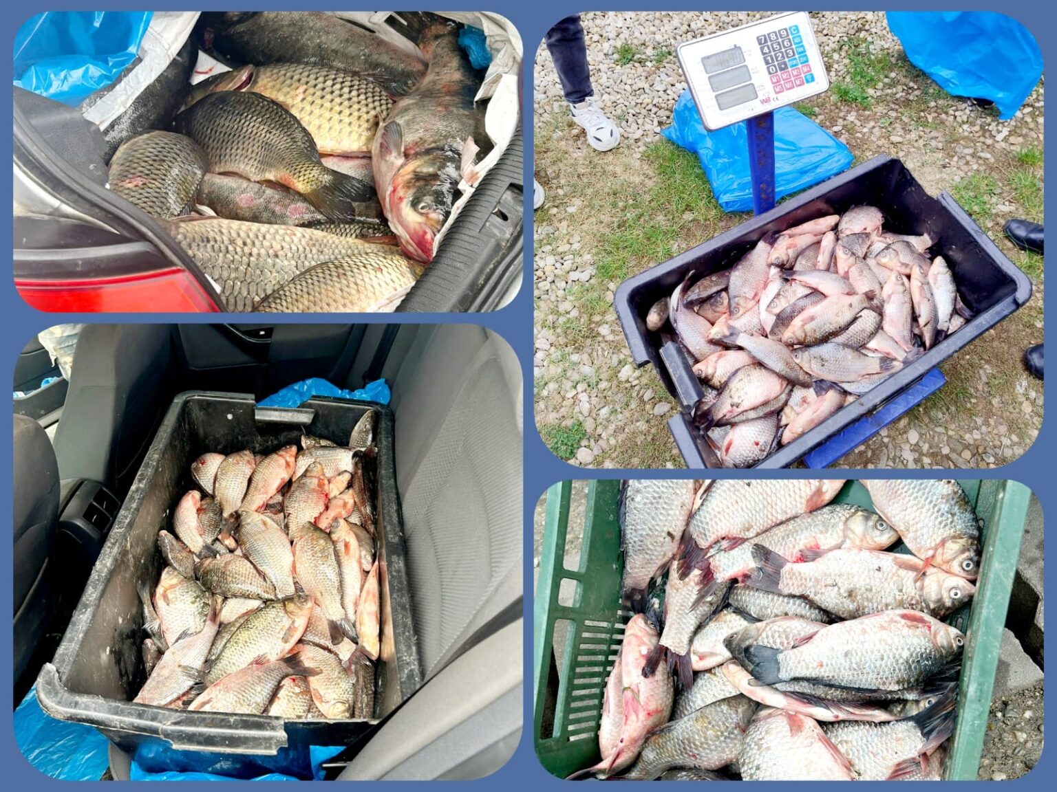 Aproximativ 120 kg de pește au fost confiscate de jandarmii dâmbovițeni în târgul săptămânal de la Băleni Aproximativ 120 kg de pește au fost confiscate de jandarmii dâmbovițeni,  o persoană  oferea spre vânzare pește din autoturismul proprietate personală în târgul săptămânal din localitatea Băleni.