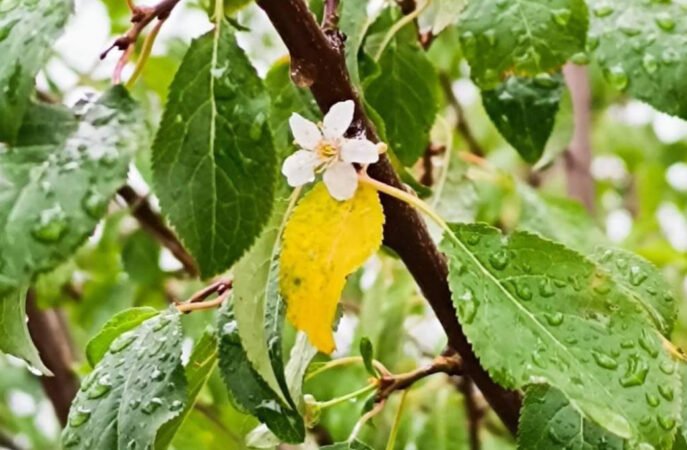 Fenomen surprinzător în Dâmbovița: Pomii fructiferi înfloresc în plină toamnă Fenomen surprinzător în Dâmbovița: Pomii fructiferi înfloresc în plină toamnă.