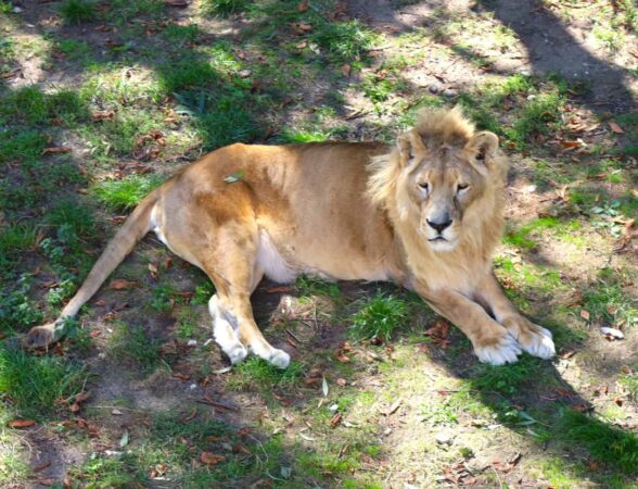 Entuziasm și descoperiri la Zoo Târgoviște, vineri, 25 octombrie, Grădina Zoo Târgoviște a fost locul ideal pentru un nou eveniment din cadrul