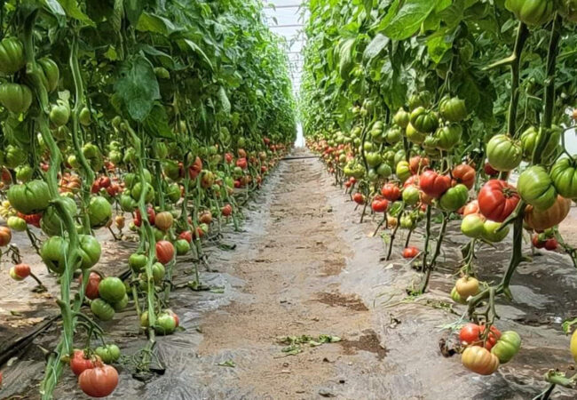 Guvernul susține producția de legume în spații protejate Guvernul susține producția de legume în spații protejate, într-o inițiativă esențială pentru agricultura românească