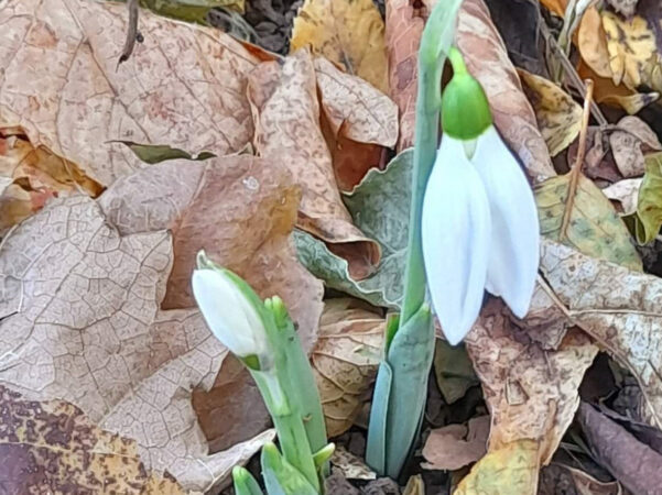 Ghioceii de noiembrie În ciuda avansului lunii noiembrie și a temperaturilor foarte scăzute din ultimele zile, totuși un fenomen surprinzător a fost observat în județul Buzău