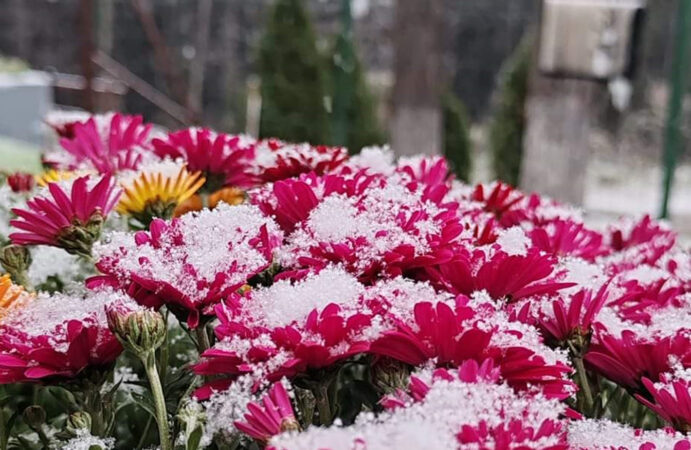 Vreme de iarnă în Pârâul Rece, Brașov: -3°C și ninsoare Vreme de iarnă în Pârâul Rece, Brașov: -3°C și ninsoare, localitatea se află sub o perdea de zăpadă, cu temperaturi care au scăzut până la -3°C.