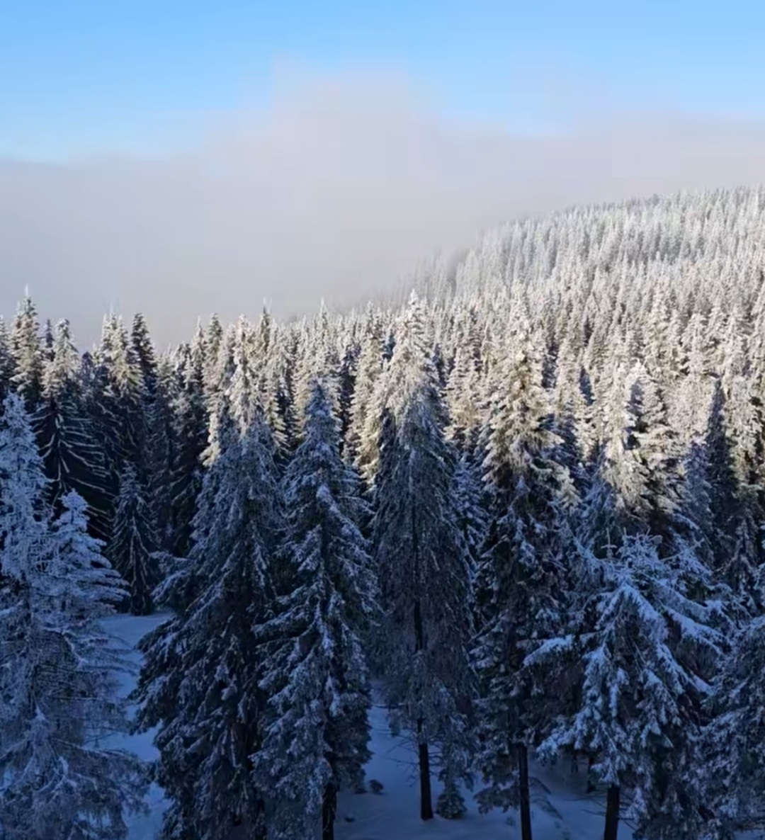 Iarna în Rarău , în inima munților Carpați, unde natura își arată toată splendoarea, Drumul TransRarău este acum complet deszăpezit