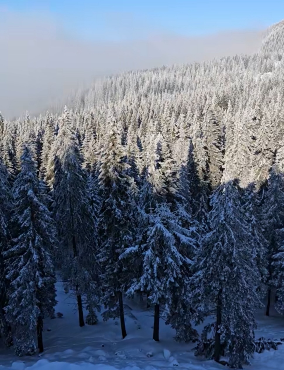 Iarna în Rarău , în inima munților Carpați, unde natura își arată toată splendoarea, Drumul TransRarău este acum complet deszăpezit