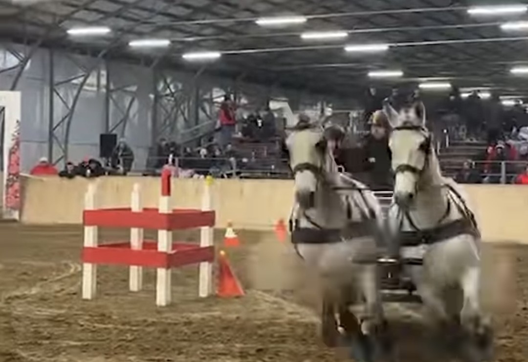 Vești excelente din lumea sporturilor ecvestre! Echipa Romsilva – 𝗛𝗲𝗿𝗴𝗵𝗲𝗹𝗶𝗮 𝗦â𝗺𝗯ă𝘁𝗮 𝗱𝗲 𝗝𝗼𝘀 a strălucit la concursul internațional de atelaje în sală desfășurat la Hortobagyi, Ungaria, obținând un loc 2 meritoriu!