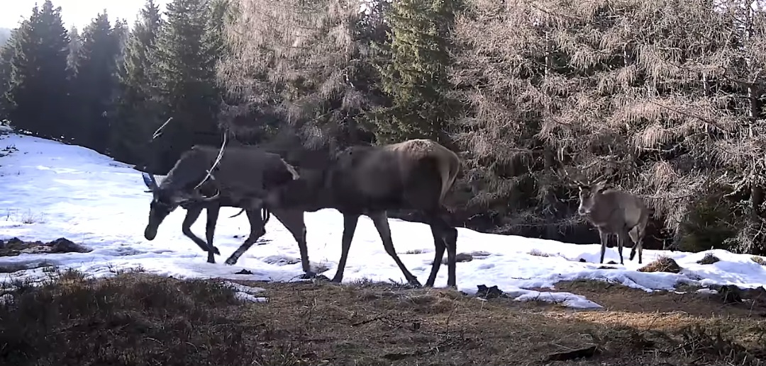 Un spectacol al naturii, în inima munților, Parcul Național Retezat continuă să surprindă cu frumusețea sălbatică și diversitatea sa impresionantă.