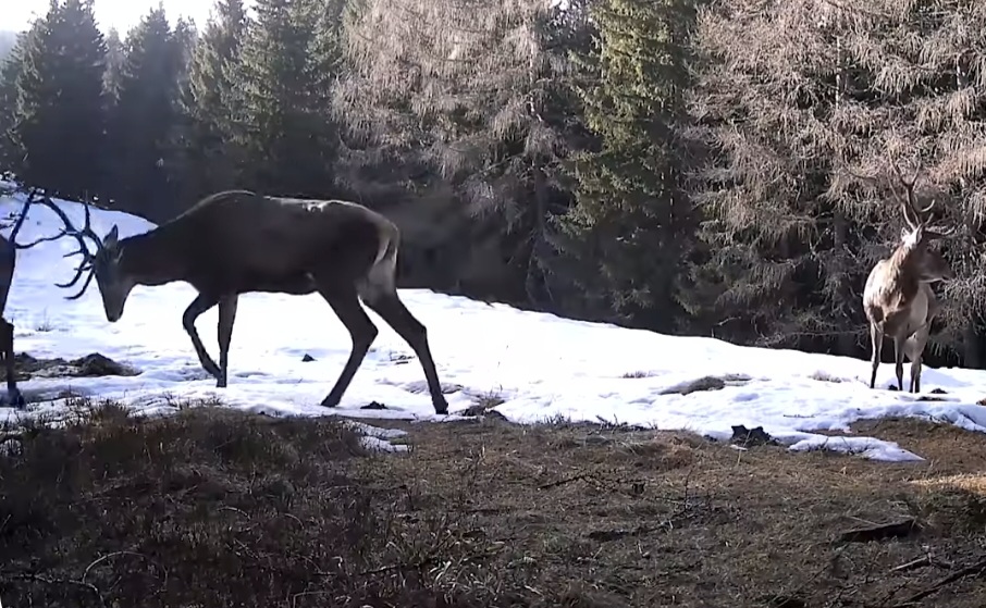 Un spectacol al naturii, în inima munților, Parcul Național Retezat continuă să surprindă cu frumusețea sălbatică și diversitatea sa impresionantă.