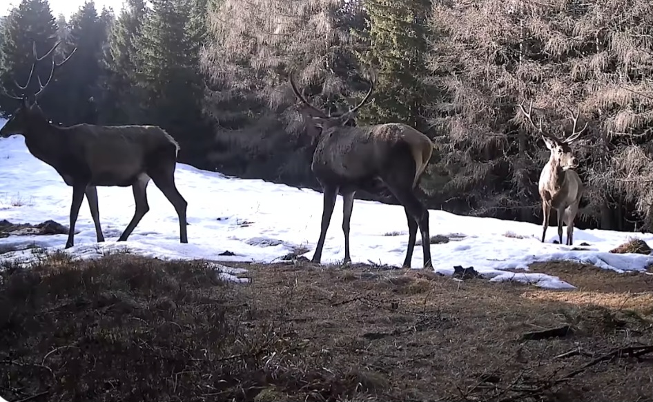 Un spectacol al naturii, în inima munților, Parcul Național Retezat continuă să surprindă cu frumusețea sălbatică și diversitatea sa impresionantă.