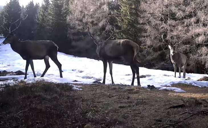 Un spectacol al naturii: Cerbii dau un adevărat spectacol al forței și instinctelor Un spectacol al naturii, în inima munților, Parcul Național Retezat continuă să surprindă cu frumusețea sălbatică și diversitatea sa impresionantă.