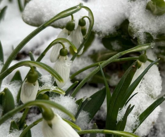 Semne de primăvară, temperaturile vor mai crește pe parcursul zilei  Semne de primăvară, în perioada 26-27 februarie, vremea va aduce o schimbare, meteorologii prognozează maxime între 4 și 15 grade Celsius, cele mai ridicate valori fiind așteptate în vestul României.