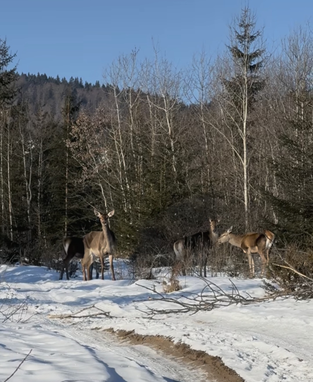 Iarna își spune cuvântul la Toplița, Harghita: Căprioarele în toată splendoarea lor.Un peisaj de vis a fost surprins recent la Toplița, Harghita
