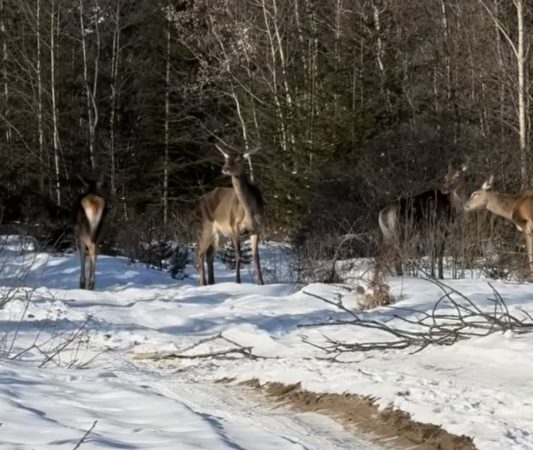 Iarna își spune cuvântul la Toplița, Harghita: Căprioarele în toată splendoarea lor Iarna își spune cuvântul la Toplița, Harghita: Căprioarele în toată splendoarea lor.Un peisaj de vis a fost surprins recent la Toplița, Harghita
