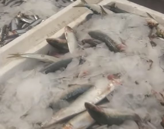 25 martie, Buna Vestire: Prima dezlegare la pește din Postul Paștelui  Pe 25 martie, Biserica Ortodoxă sărbătorește Buna Vestire, prima dezlegare la pește din Postul Paștelui.