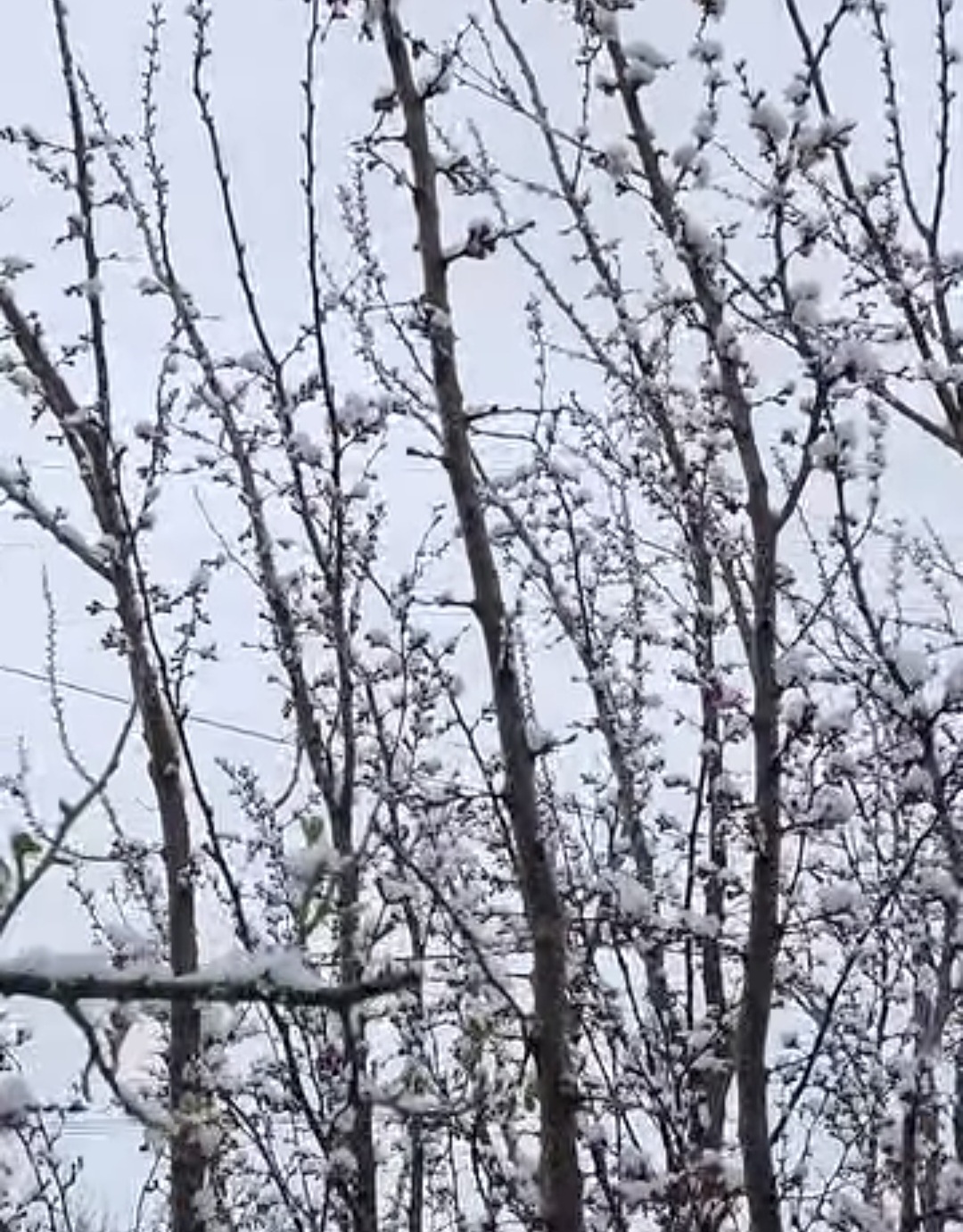 Ieri, primăvara își făcea simțită prezența, iar florile și copacii înfloriți aduceau un aer de prospețime și culoare.