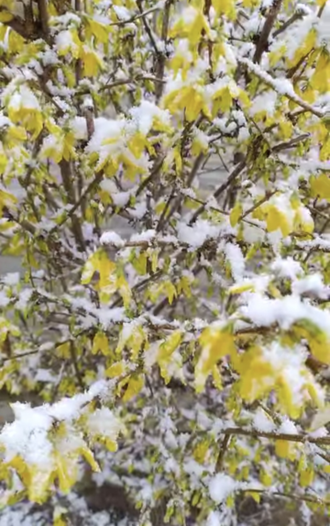 Ieri, primăvara își făcea simțită prezența, iar florile și copacii înfloriți aduceau un aer de prospețime și culoare.