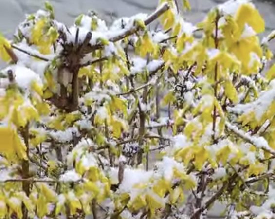 Primăvara a lăsat loc iernii în doar câteva ore Ieri, primăvara își făcea simțită prezența, iar florile și copacii înfloriți aduceau un aer de prospețime și culoare.