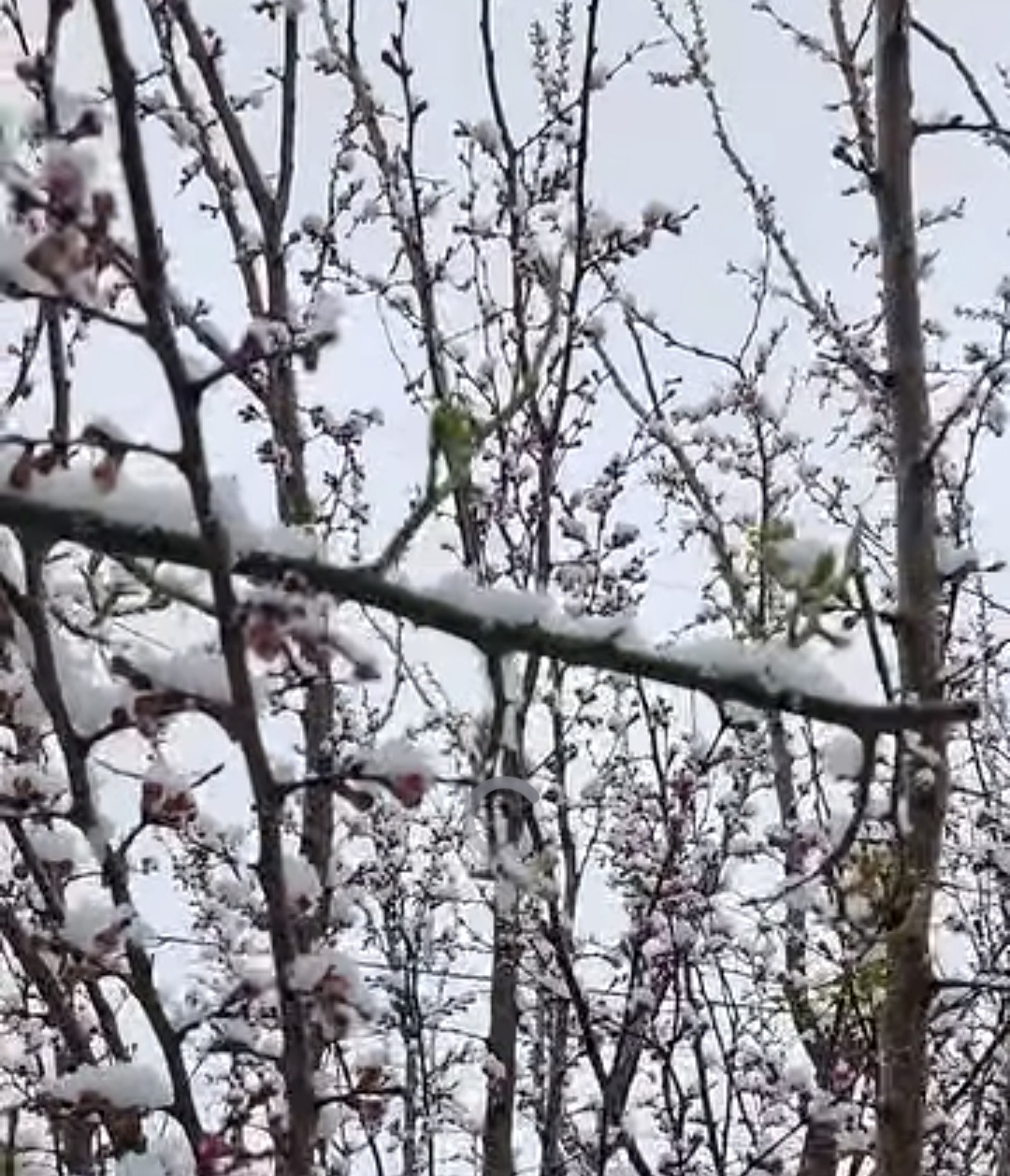 Ieri, primăvara își făcea simțită prezența, iar florile și copacii înfloriți aduceau un aer de prospețime și culoare.