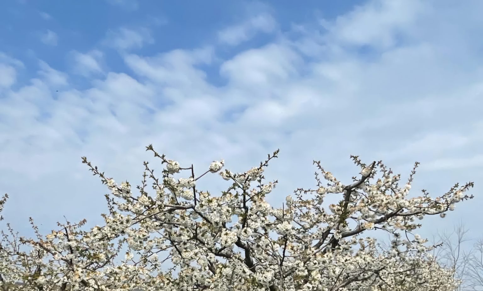 Atenție, de marți după-amiază vine vremea capricioasă Atenție, de marți după-amiază amiază vine vremea capricioasă, chiar dacă astăzi și mâine in prima parte a zilei avem parte de temperaturi autentice de primăvară, marți seară, vremea schimbă foaia.