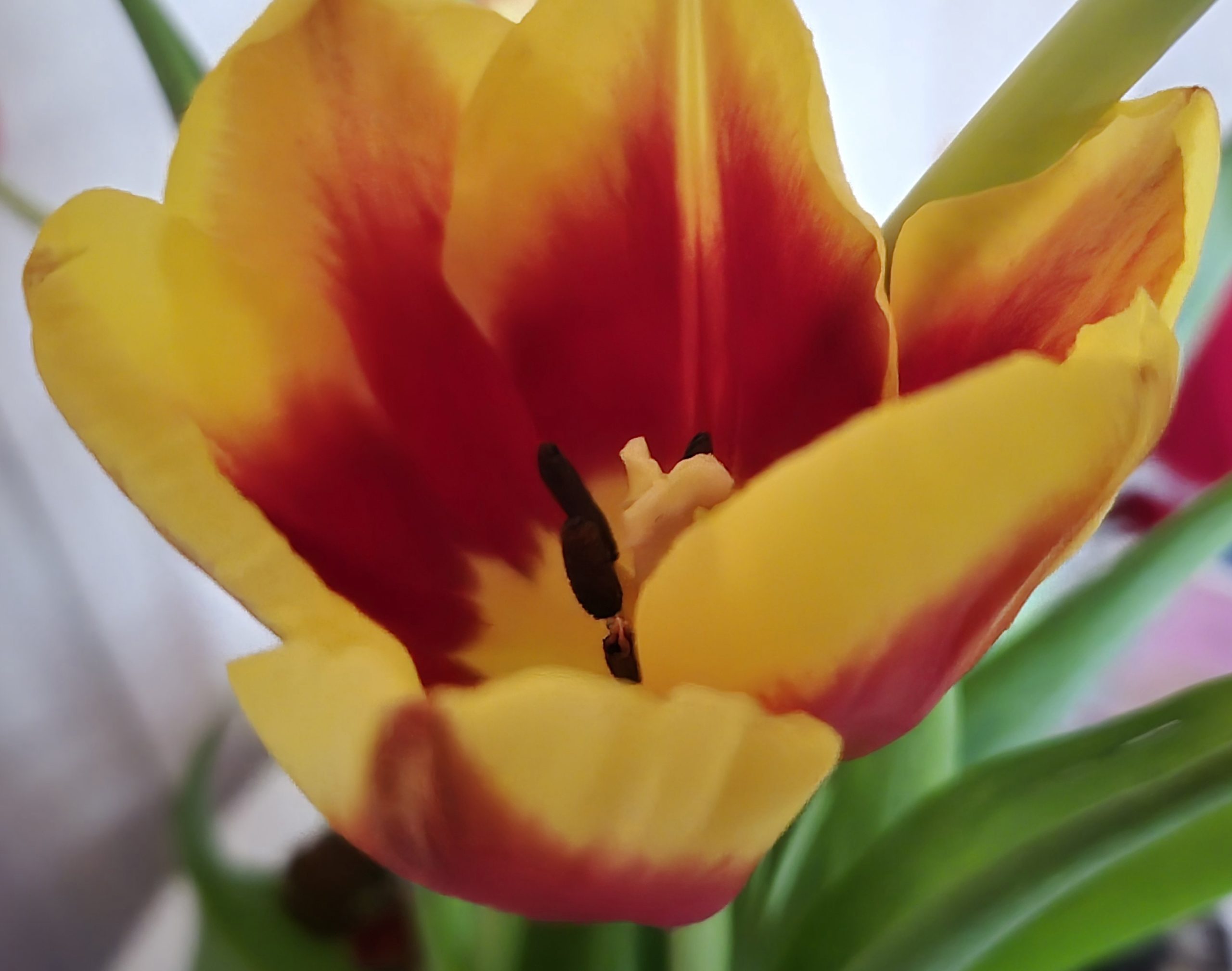 Val de aer cald în prima săptămână de martie, între 5 și 13 martie 2025, prognoza meteo aduce o veste minunată