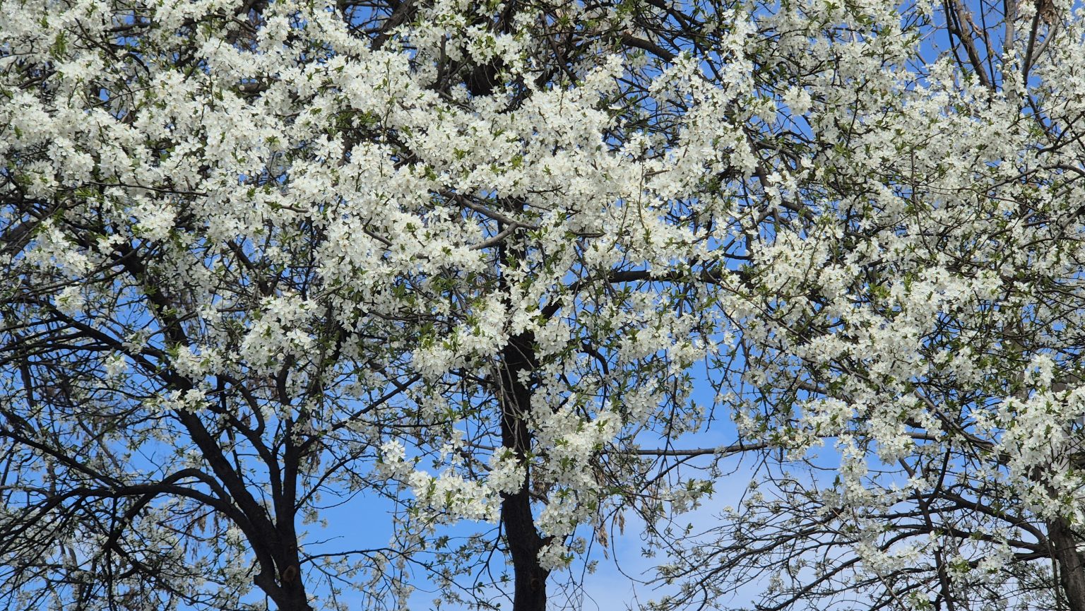 Astăzi a avut loc echinocțiul de primăvară: A început primăvara astronomică  Astăzi a avut loc echinocțiul de primăvară, a  început primăvara astronomică.Astăzi, 20 martie 2025, la ora 11:01, am intrat oficial în primăvara astronomică,