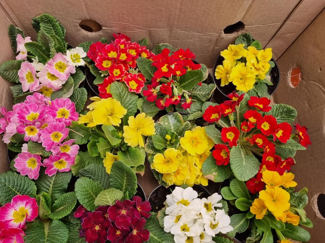 Dacă vreți să aduceți un strop de primăvară mai aproape de sufletele voastre, vizitați târgul din curtea Ministerului Agriculturii și Dezvoltării Rurale (MADR)