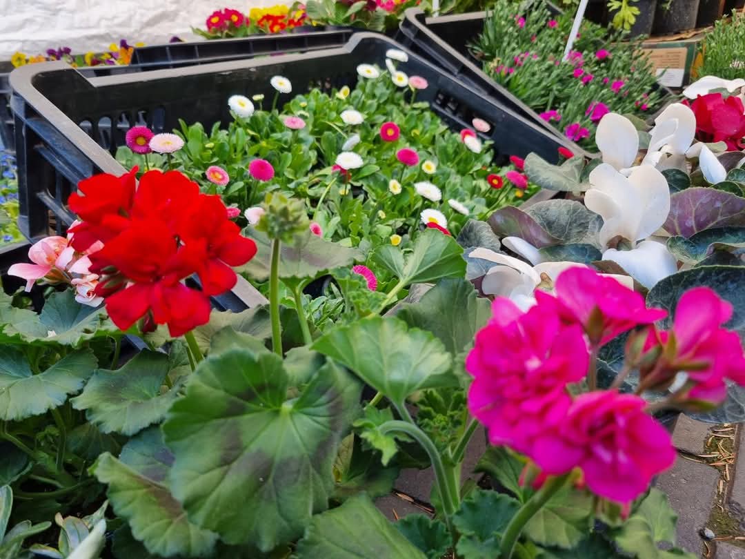 Dacă vreți să aduceți un strop de primăvară mai aproape de sufletele voastre, vizitați târgul din curtea Ministerului Agriculturii și Dezvoltării Rurale (MADR)