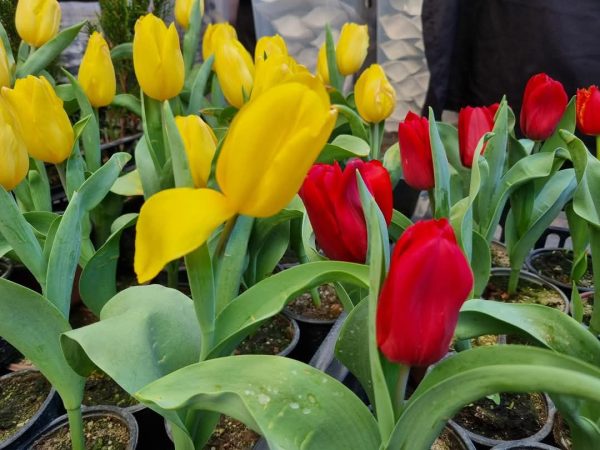 Adăugați un strop de primăvară în casele voastre Dacă vreți să aduceți un strop de primăvară mai aproape de sufletele voastre, vizitați târgul din curtea Ministerului Agriculturii și Dezvoltării Rurale (MADR)