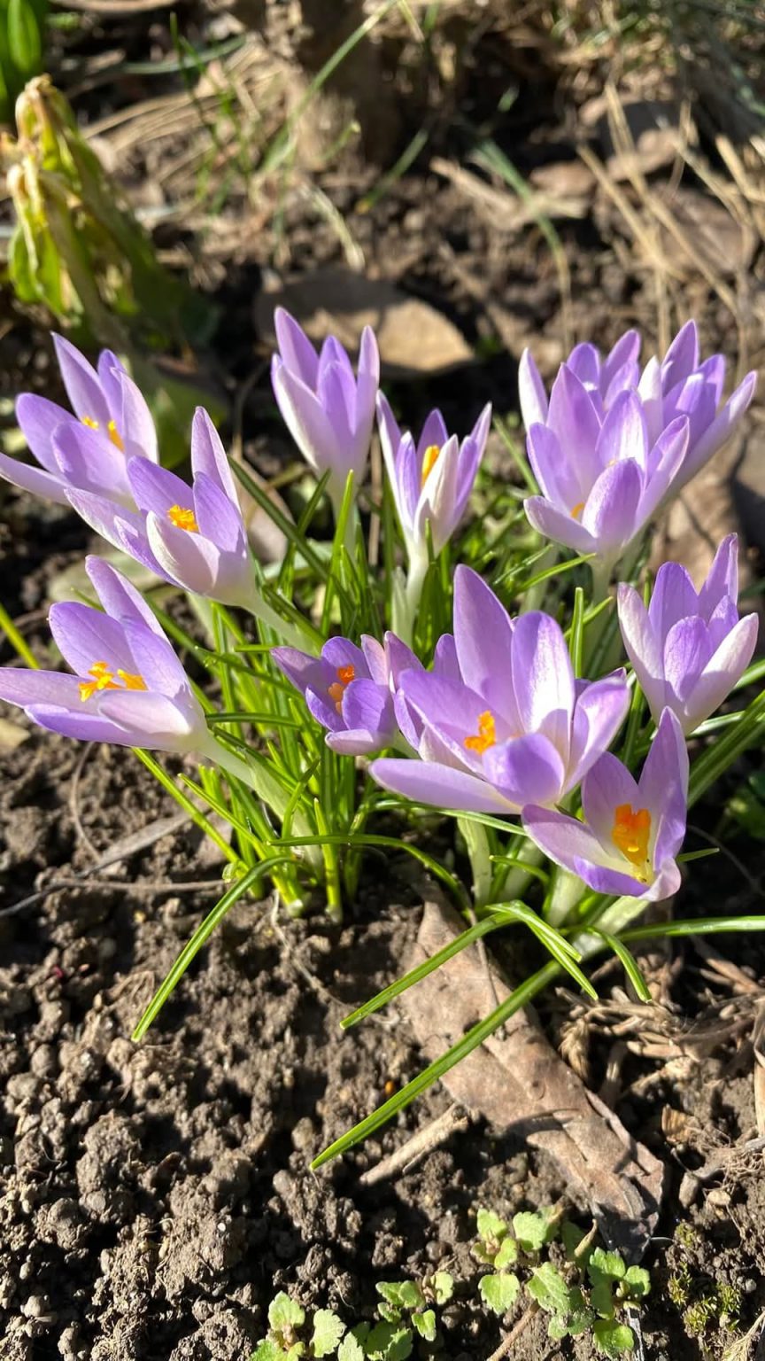 ȘOC TERMIC: Temperaturile ajung la 20 de grade Celsius în timpul zilei iar noaptea și dimineață este foarte rece Șoc termic în această perioadă, vremea ne surprinde cu temperaturi neobișnuite pentru începutul lunii martie. În multe zone ale țării