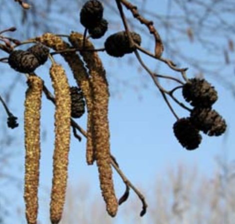 Atenționare pentru persoanele cu astm: Polenul de alun și arin pune în pericol sănătatea respiratorie Atenționare pentru persoanele cu astm, începutul primăverii aduce cu sine nu doar temperaturi mai plăcute, ci și o creștere semnificativă a polenului de alun și arin în aer.