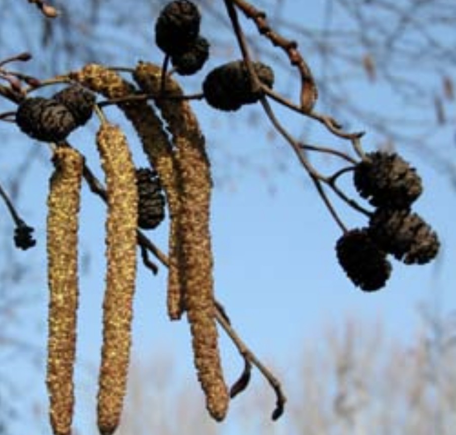 Atenționare pentru persoanele cu astm, începutul primăverii aduce cu sine nu doar temperaturi mai plăcute, ci și o creștere semnificativă a polenului de alun și arin în aer.