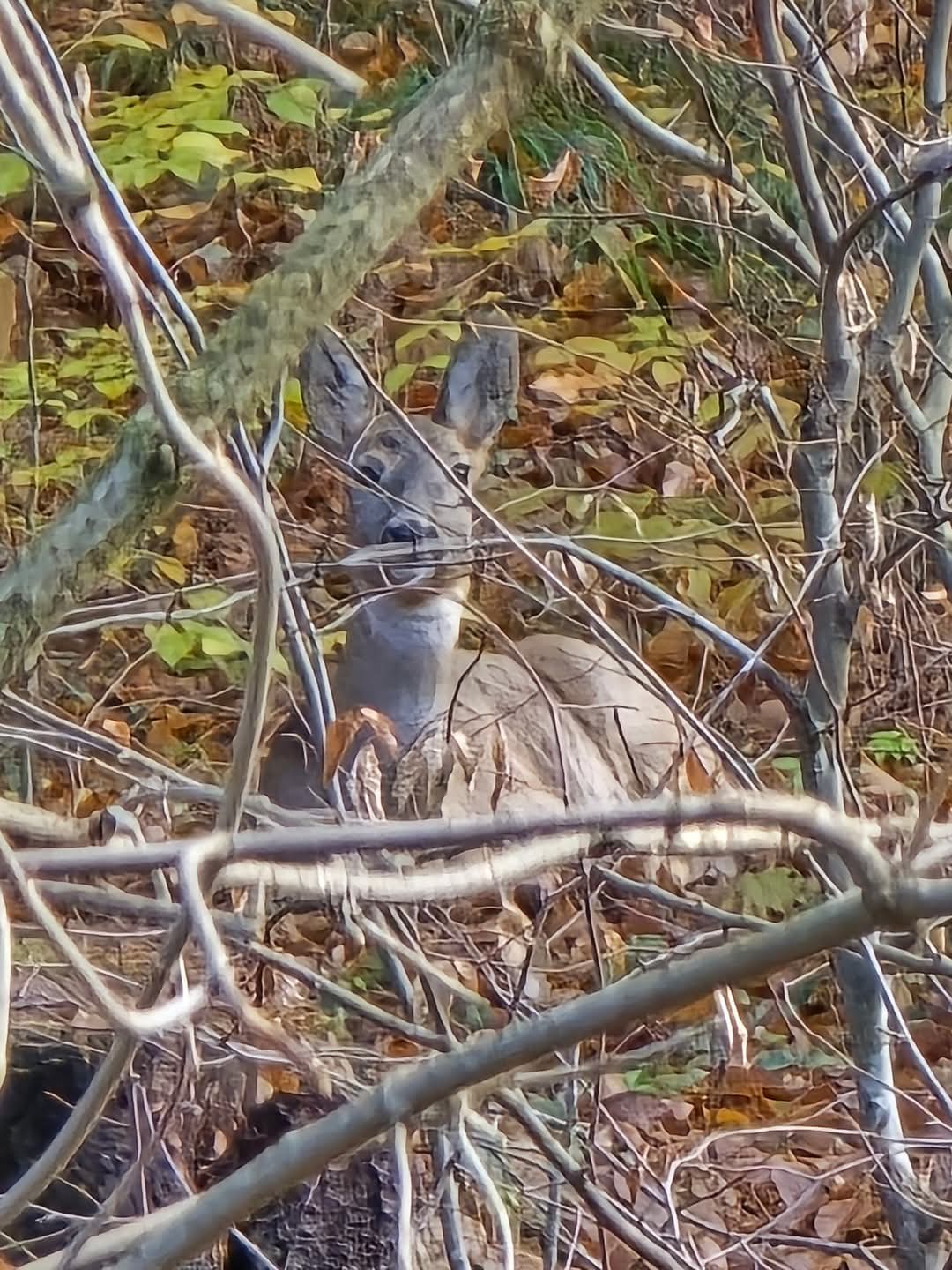 Astăzi, 21 martie de Ziua Internațională a Pădurilor, sărbătorim unul dintre cele mai importante daruri ale naturii – pădurile, sursa noastră de viață