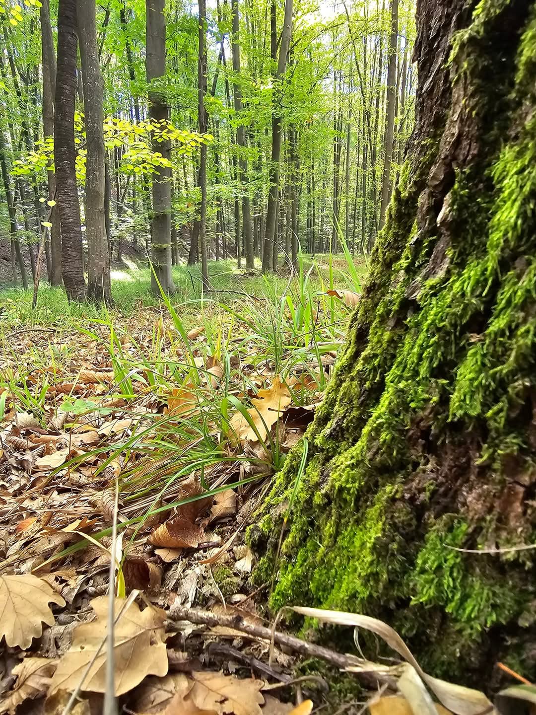 Astăzi, 21 martie de Ziua Internațională a Pădurilor, sărbătorim unul dintre cele mai importante daruri ale naturii – pădurile, sursa noastră de viață