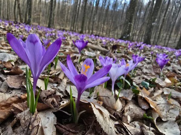 21 martie, Ziua Internațională a Pădurilor: Celebrăm darul prețios al naturii Astăzi, 21 martie de Ziua Internațională a Pădurilor, sărbătorim unul dintre cele mai importante daruri ale naturii – pădurile, sursa noastră de viață