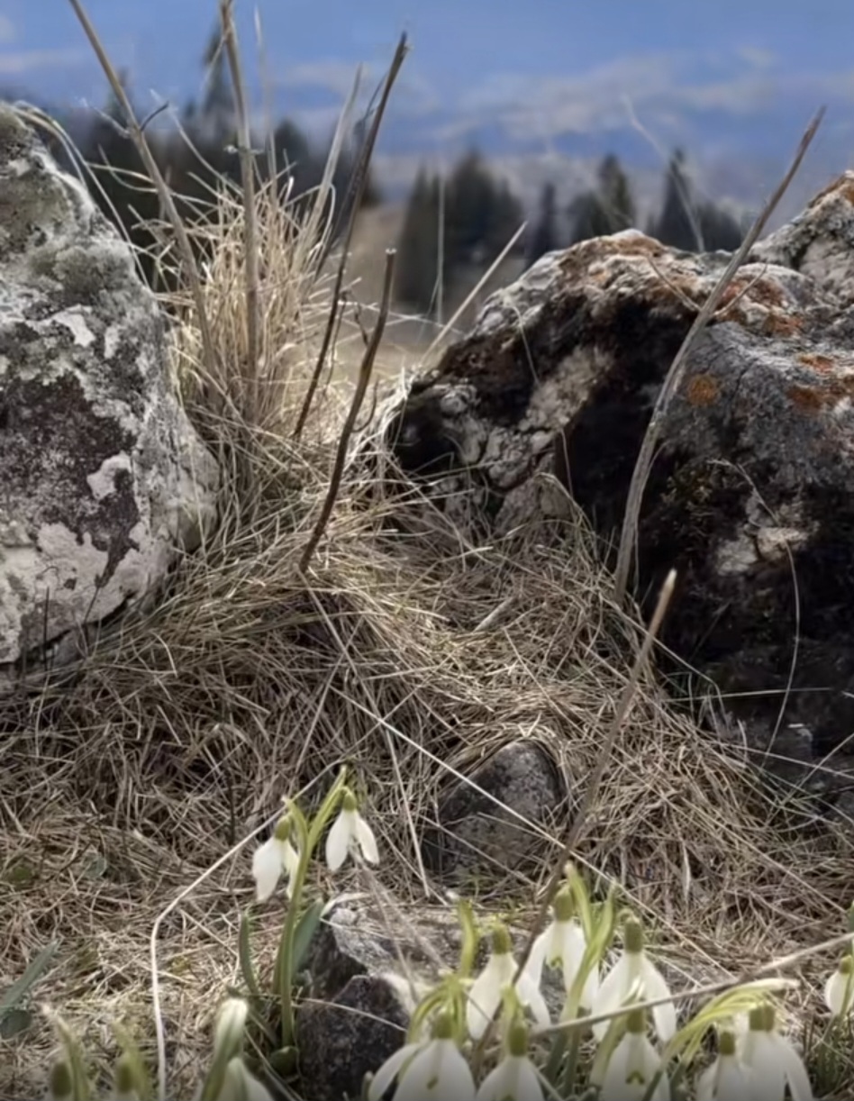 Primul semn al primăverii: Ghioceii au apărut în Parcul Natural Piatra Craiului.