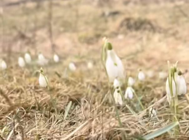 Primul semn al primăverii: Ghioceii au apărut în Parcul Natural Piatra Craiului Primul semn al primăverii: Ghioceii au apărut în Parcul Natural Piatra Craiului.