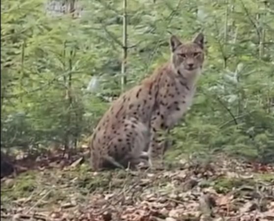 Întâlnire rară cu un râs în pădurea Ocolului Silvic Brodina, un semn al unui ecosistem sănătos Întâlnire rară cu un râs în pădurea Ocolului Silvic Brodina , un semn al unui ecosistem sănătos, imagini inedite realizate de sivicultorul  Daniel Boiciuc.