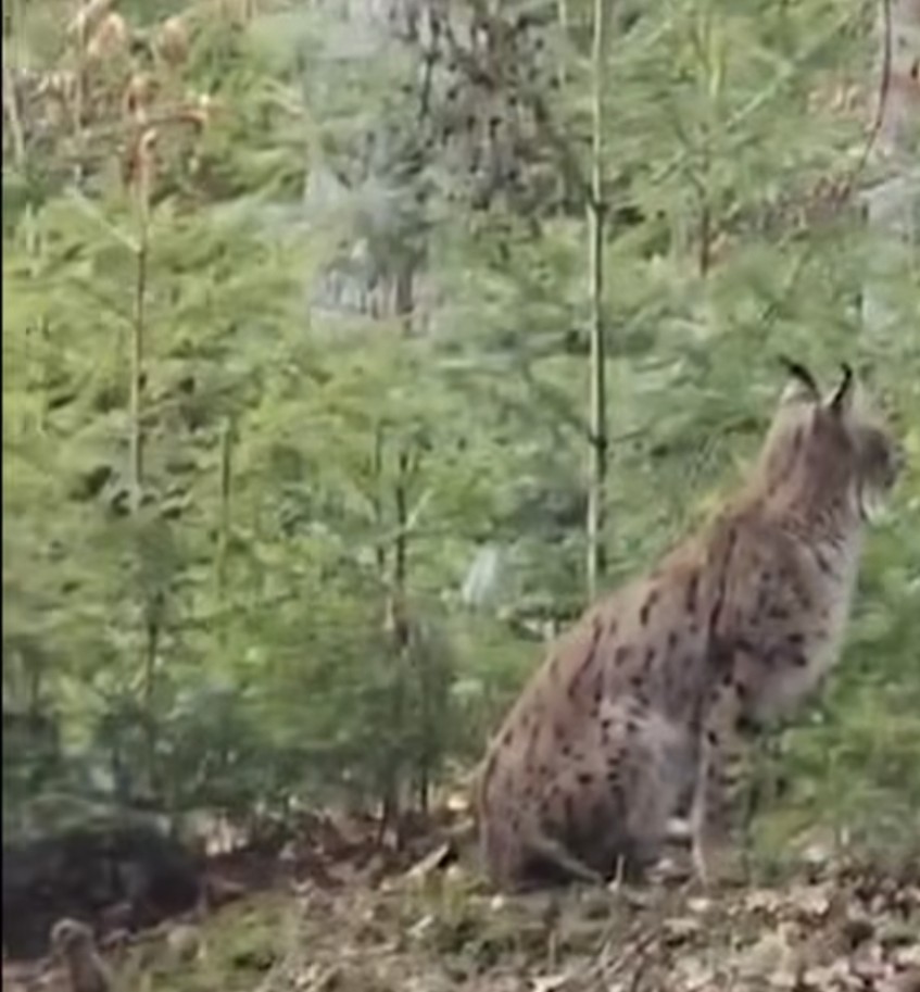 Întâlnire rară cu un râs în pădurea Ocolului Silvic Brodina , un semn al unui ecosistem sănătos, imagini inedite realizate de sivicultorul  Daniel Boiciuc.