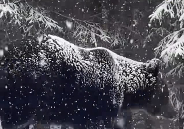 Întâlnire rară cu un urs în pădurile Sucevei, imagini impresionante din sălbăticie Întâlnire rară cu un urs în pădurile Sucevei, surprinsă în imagini de către sivicuptorul  Ionel Moroșanu. Aceste cadre rare ne oferă o fereastră unică în lumea sălbatică, oferindu-ne o privire fascinantă asupra biodiversității din pădurile noastre.