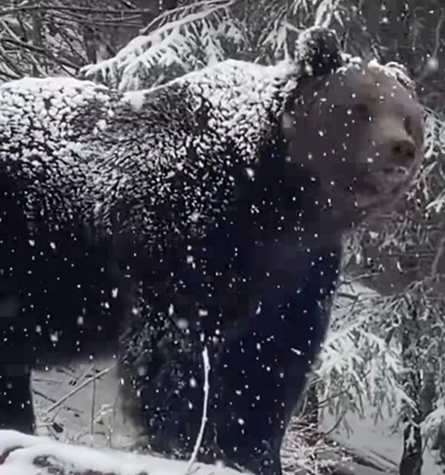 Întâlnire rară cu un urs în pădurile Sucevei, surprinsă în imagini de către sivicuptorul  Ionel Moroșanu. Aceste cadre rare ne oferă o fereastră unică în lumea sălbatică, oferindu-ne o privire fascinantă asupra biodiversității din pădurile noastre.