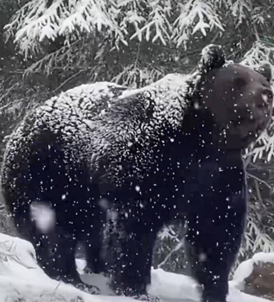 Întâlnire rară cu un urs în pădurile Sucevei, surprinsă în imagini de către sivicuptorul  Ionel Moroșanu. Aceste cadre rare ne oferă o fereastră unică în lumea sălbatică, oferindu-ne o privire fascinantă asupra biodiversității din pădurile noastre.