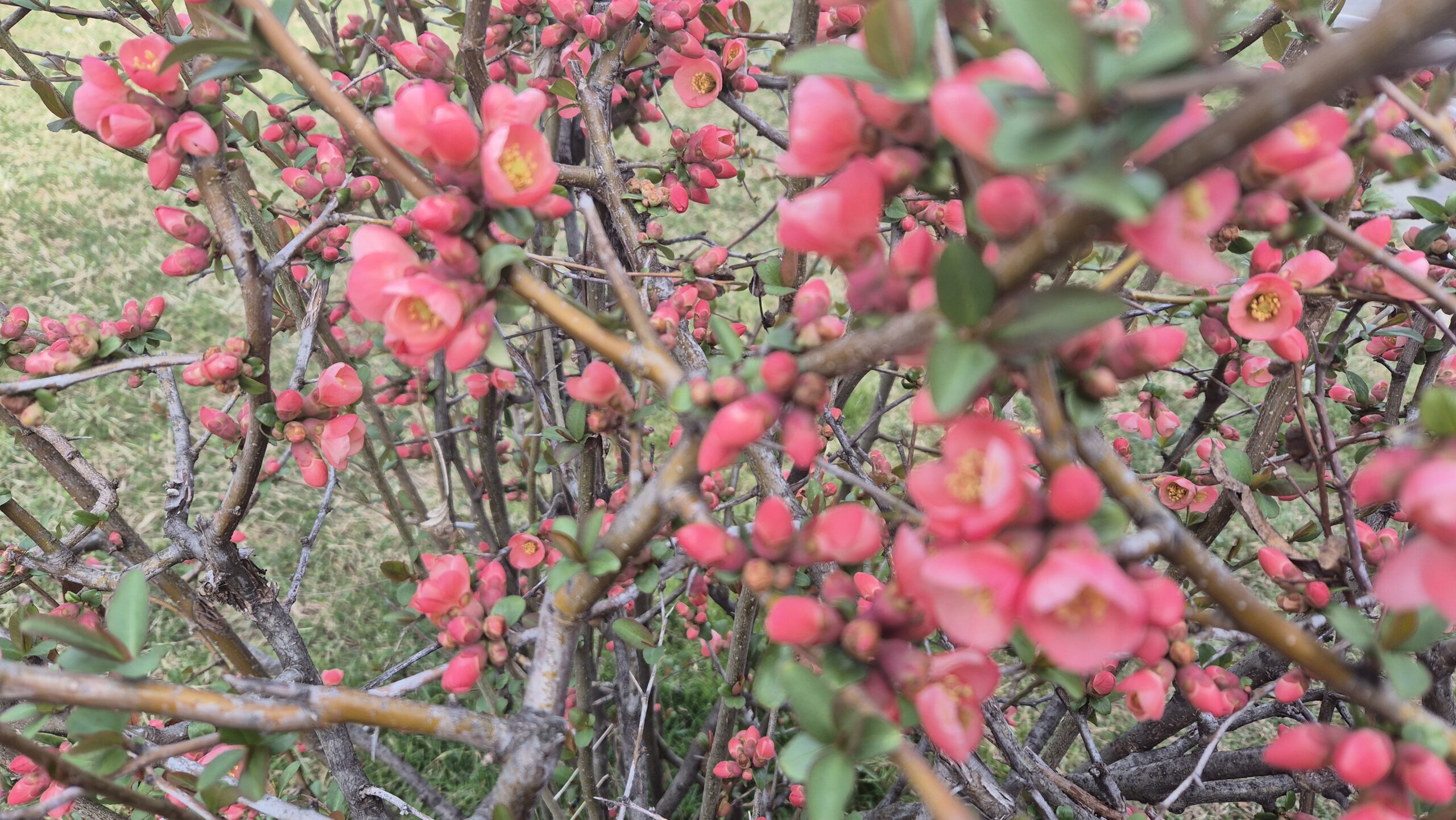 ALERTĂ METEO: IARNA REVINE ÎN FORȚĂ ÎNTRE 4-8 APRILIE, temperaturile maxime vor varia între 0 și 11 grade Celsius, iar minimele vor coborî până la -10 grade în depresiunile din estul Transilvaniei și 4 grade pe litoral.