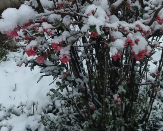 ALERTĂ METEO: IARNA REVINE ÎN FORȚĂ ÎNTRE 4-8 APRILIE, temperaturile maxime vor varia între 0 și 11 grade Celsius, iar minimele vor coborî până la -10 grade în depresiunile din estul Transilvaniei și 4 grade pe litoral. 
