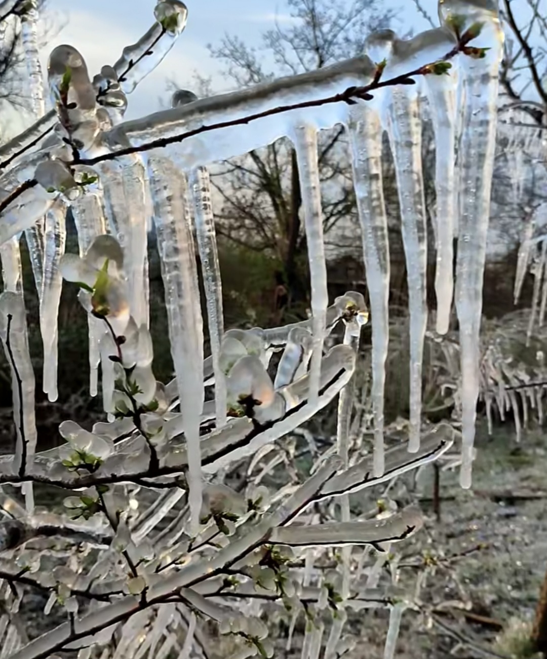 Atenție, agricultori! Pericolul înghețului de primăvară amenință livezile.