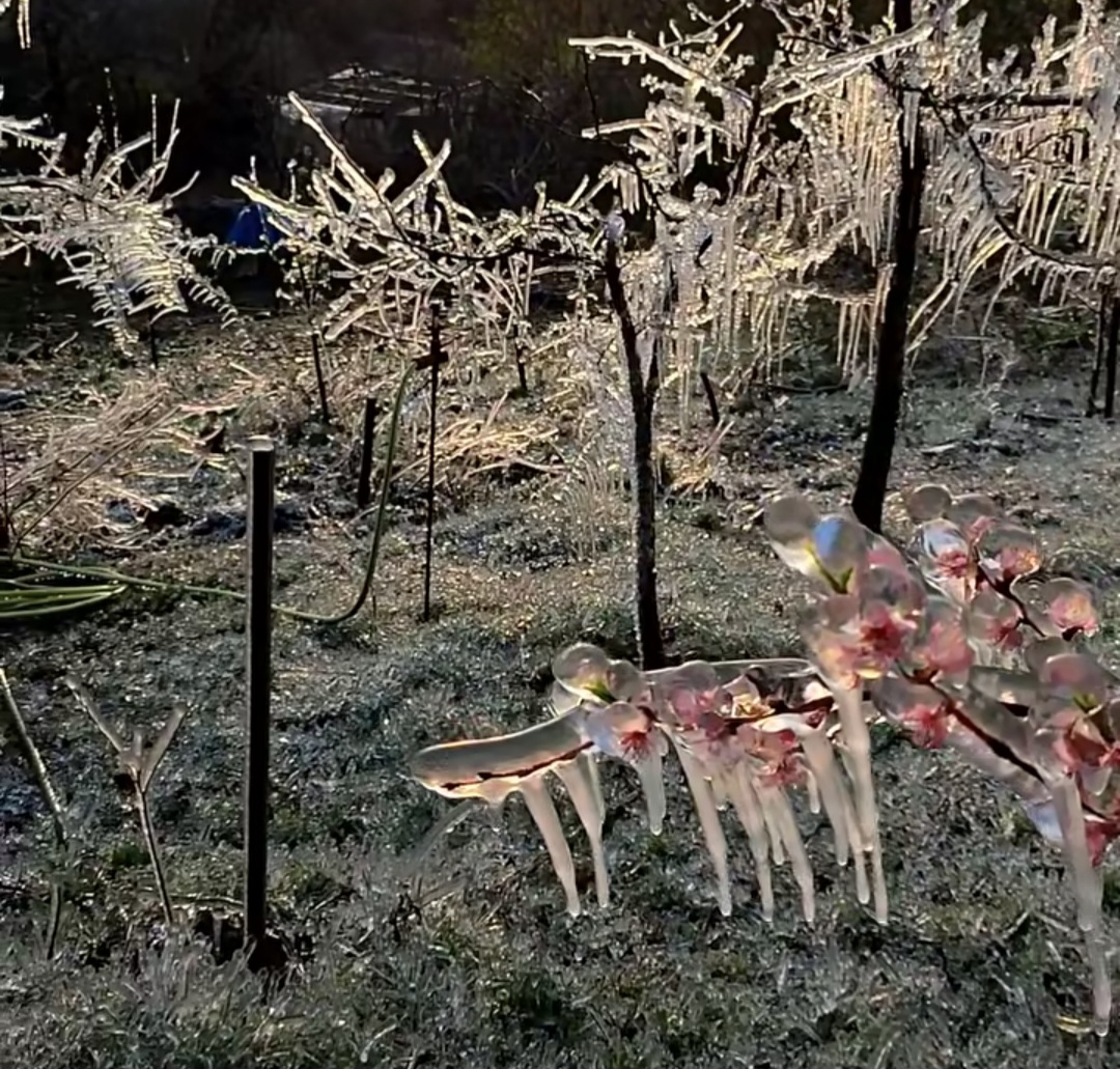 Atenție, agricultori! Pericolul înghețului de primăvară amenință livezile.