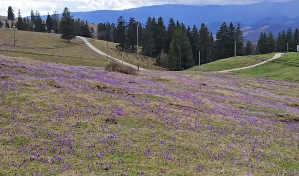 Brânduşele transformă zonele montane într-un colț de rai, primăvara și-a făcut simțită prezența în zonele montane ale României