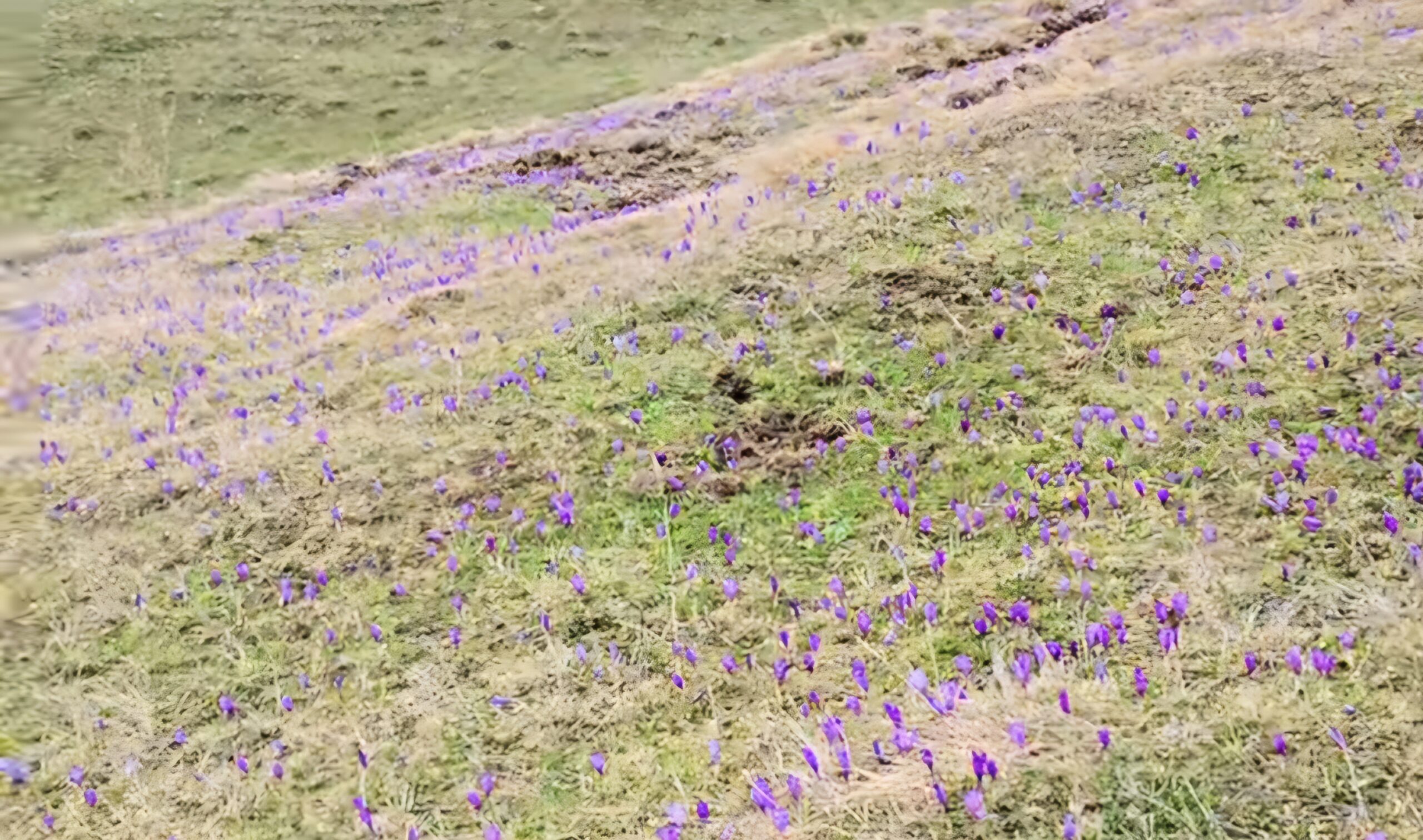 Brânduşele transformă zonele montane într-un colț de rai, primăvara și-a făcut simțită prezența în zonele montane ale României