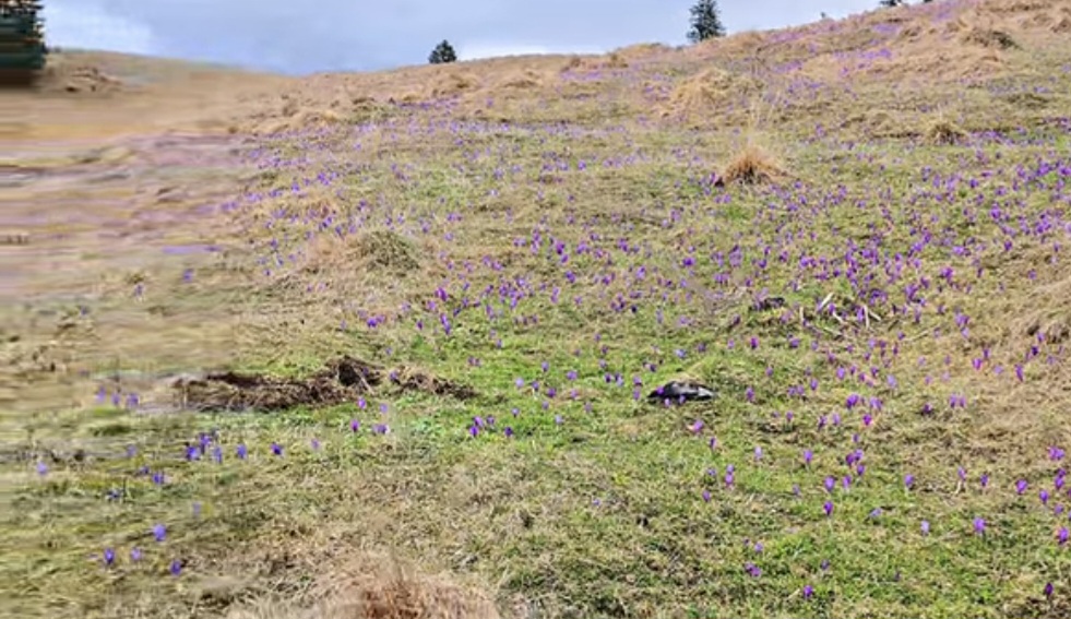 Brânduşele transformă zonele montane într-un colț de rai, primăvara și-a făcut simțită prezența în zonele montane ale României