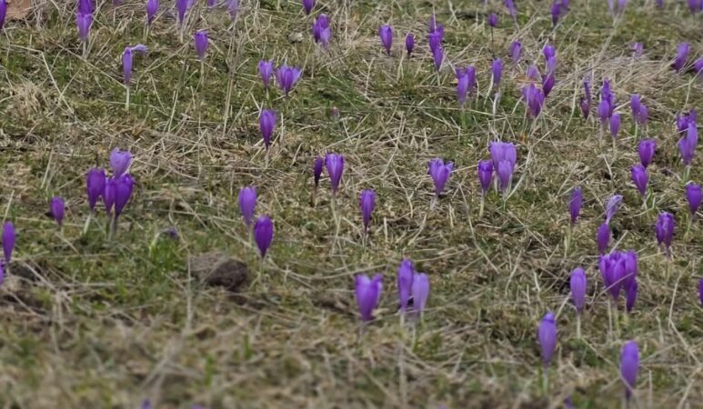 Brânduşele transformă zonele montane într-un colț de rai: Un spectacol emoționant al primăverii Brânduşele transformă zonele montane într-un colț de rai, primăvara și-a făcut simțită prezența în zonele montane ale României