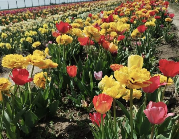 Feeria Lalelelor de la Patroaia Deal, comuna Crângurile, județul  Dâmbovița